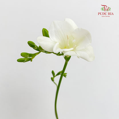 Freesia White - (Per Bundle)