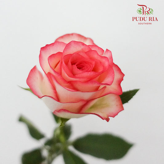 Rose Pink White  (19-20 Stems) - Pudu Ria Florist Southern