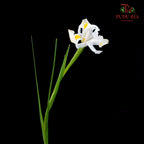Iris White - (10 Stems)
