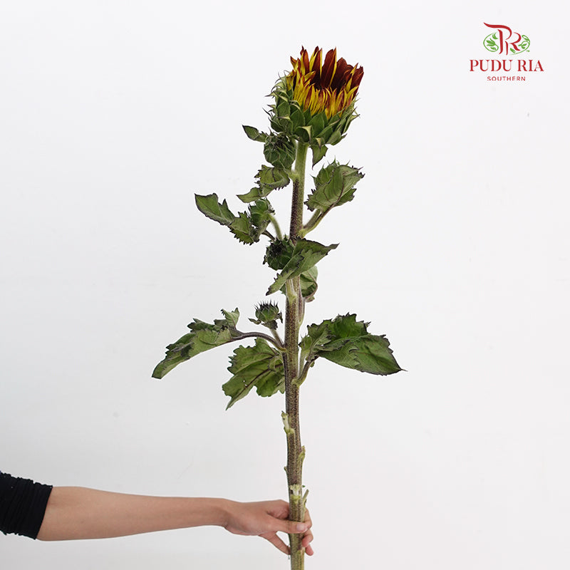 Chocolate Cherry Sunflower - (5 Stems)