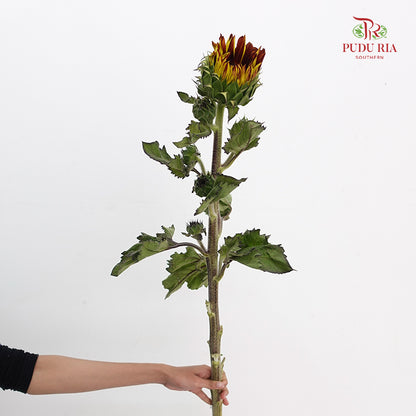 Chocolate Cherry Sunflower - (5 Stems)
