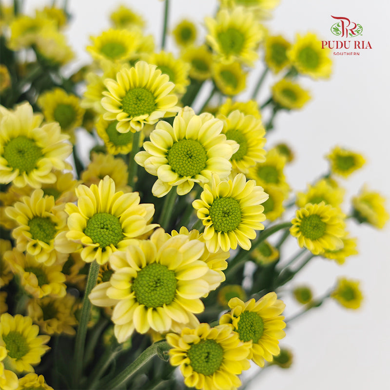 Chrysanthemum Santini / Calimero Mini Daisy Light Yellow