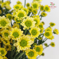 Chrysanthemum Santini / Calimero Mini Daisy Light Yellow