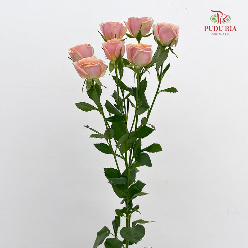 Rose Spray Dotey Lover - (8-10 Stems)