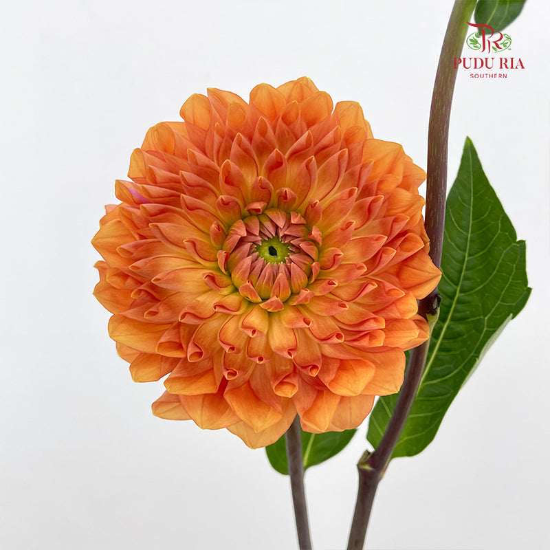 Dahlia Orange - (Per Bundle)