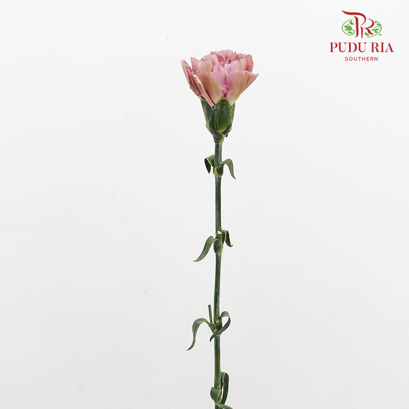 Carnation Sing Chen 星辰康乃馨 - (18-20 Stems)