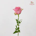 Rose Tango - (8-10 Stems)