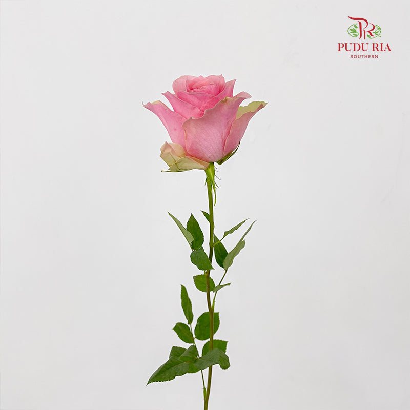 Rose Tango - (8-10 Stems)