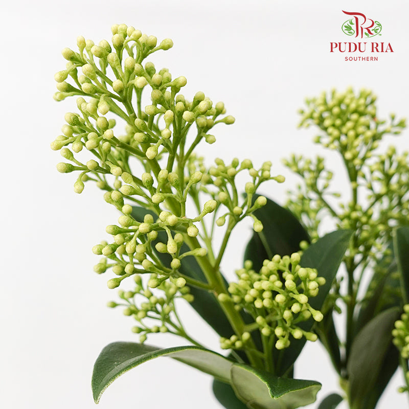 Skimmia Green 茵芋 - (Per Bundle)