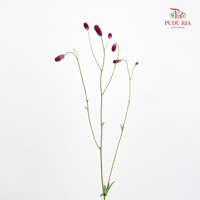 Sanguisorba 地榆 - (10 Stems)