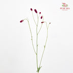 Sanguisorba 地榆 - (10 Stems)