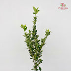 Euonymus fortunei Leaf 花叶海桐 - (Per Bundle)