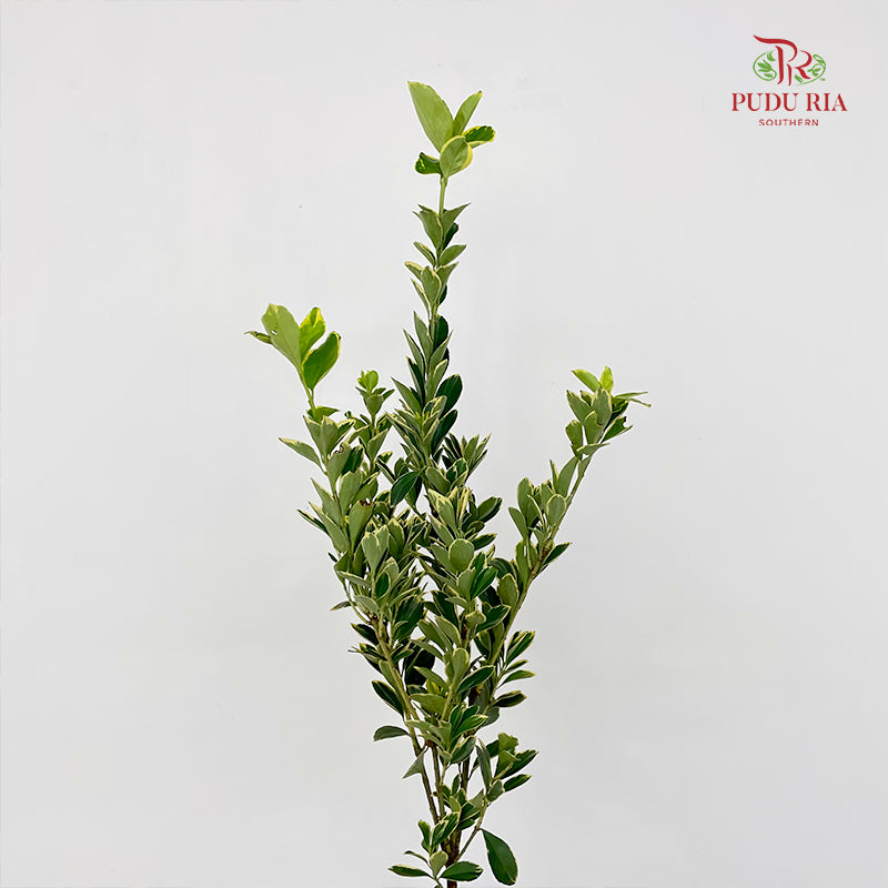 Euonymus fortunei Leaf 花叶海桐 - (Per Bundle)