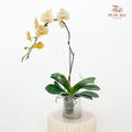 Phalaenopsis Orchid Yellow Center Pink Big Single Stem