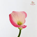 Calla Lily Pink 海芋 - (5 Stems)
