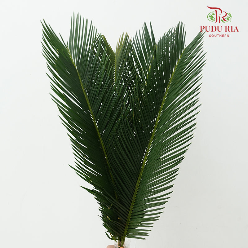 Cycas 苏铁叶 - (5 Stems)