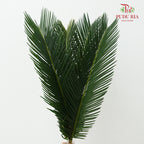 Cycas 苏铁叶 - (5 Stems)