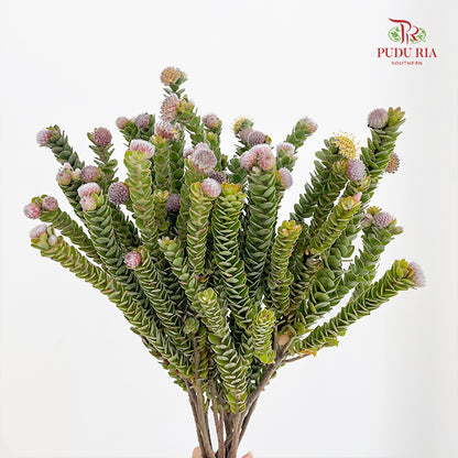 Buxifolia - (Per Bundle)