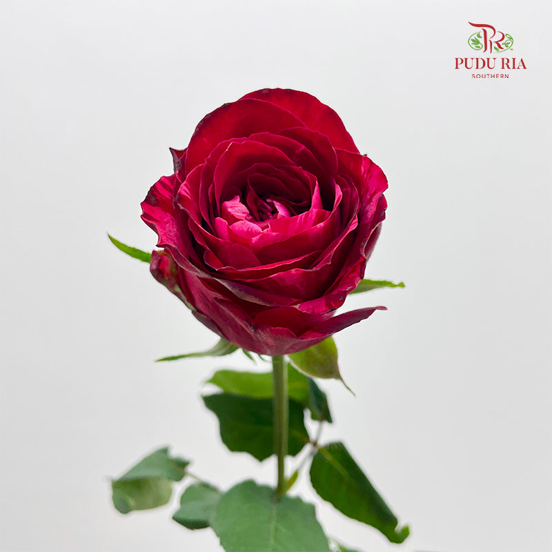 Rose Luck Fairy - (8-10 Stems)