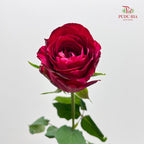 Rose Luck Fairy - (8-10 Stems)