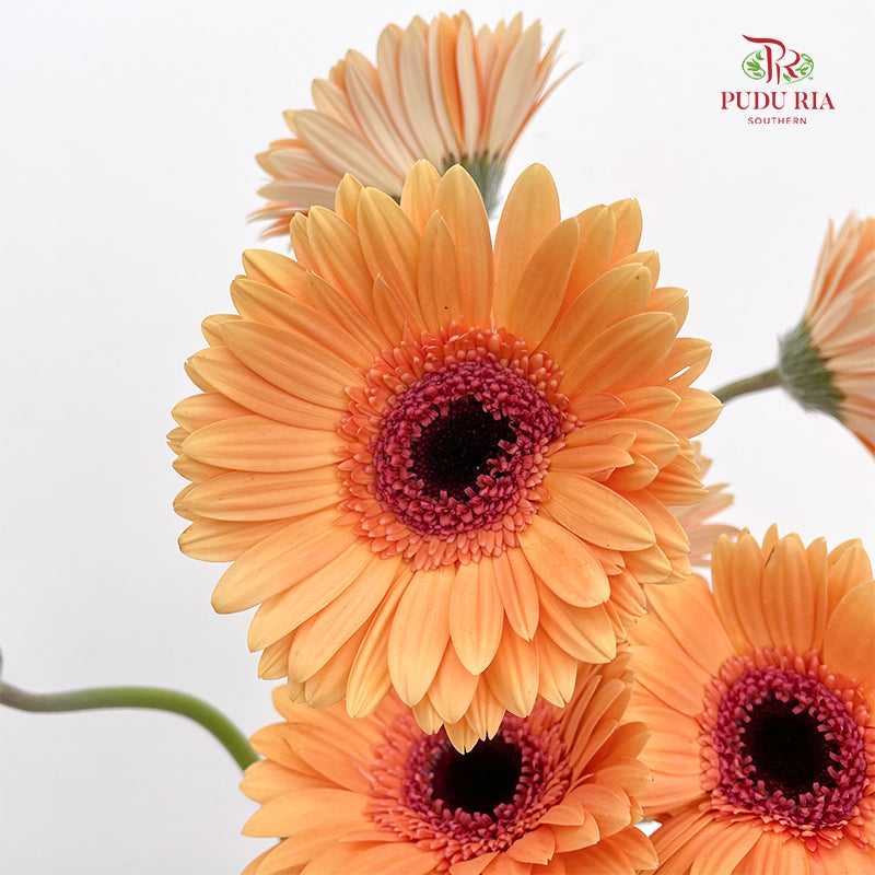 Gerbera Light Orange - (8-10 Stems)