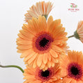 Gerbera Light Orange - (8-10 Stems)