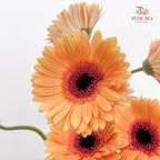 Gerbera Light Orange - (8-10 Stems)