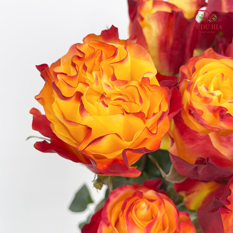 Rose Mondial Dyed Sunset X Pression - (8-10 Stems)