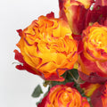 Rose Mondial Dyed Sunset X Pression - (8-10 Stems)