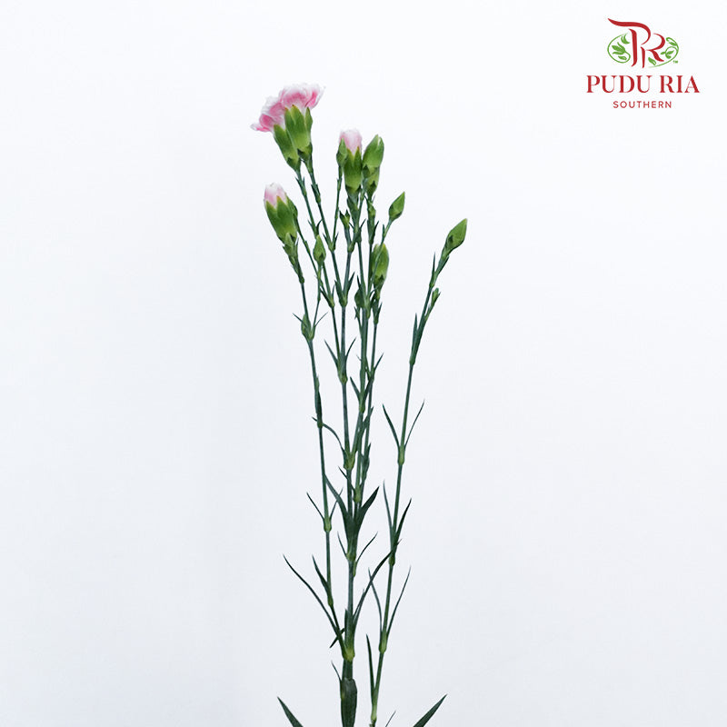 Carnation Spray Pink/White (18-20 Stems) - Pudu Ria Florist Southern