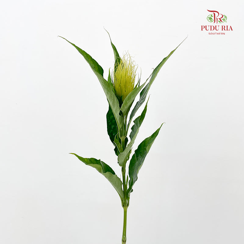 Schaueria (Golden Plume) 金翎花 - (Per Bundle)