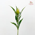 Schaueria (Golden Plume) 金翎花 - (Per Bundle)