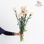 Carnation Cream 康乃馨 - (8-10 Stems)