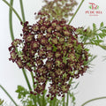 Daucus Carota - Pudu Ria Florist Southern