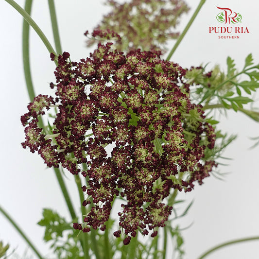 Daucus Carota - Pudu Ria Florist Southern