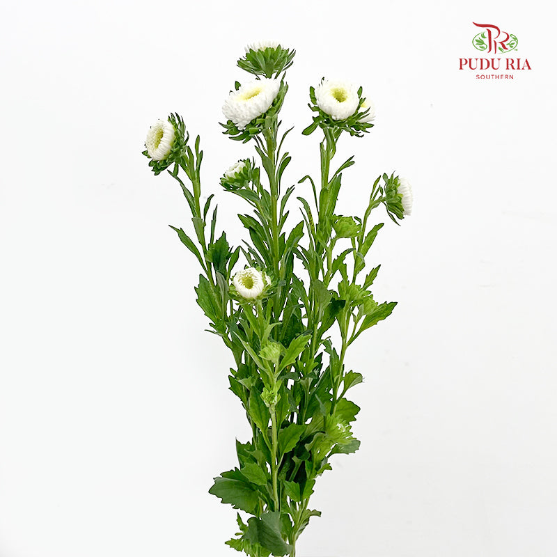 Aster White 翠菊 - (Per Bundle)