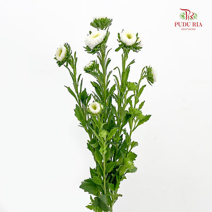 Aster 翠菊 White - (Per Bundle)