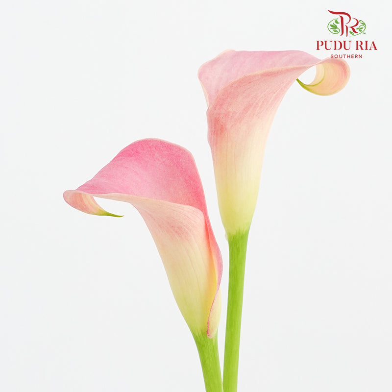 Calla Lily Pink 海芋 - (5 Stems)