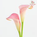 Calla Lily Pink 海芋 - (5 Stems)