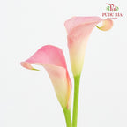 Calla Lily Pink 海芋 - (5 Stems)