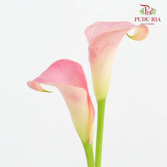 Calla Lily 海芋 Pink - (5 Stems)