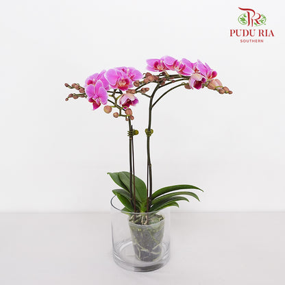 Phalaenopsis Orchid Purple Mini Double Stem