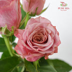 Rose Moon Dust - (8-10 Stems)