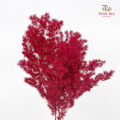 Preservative Asparagus Fern Dark Red