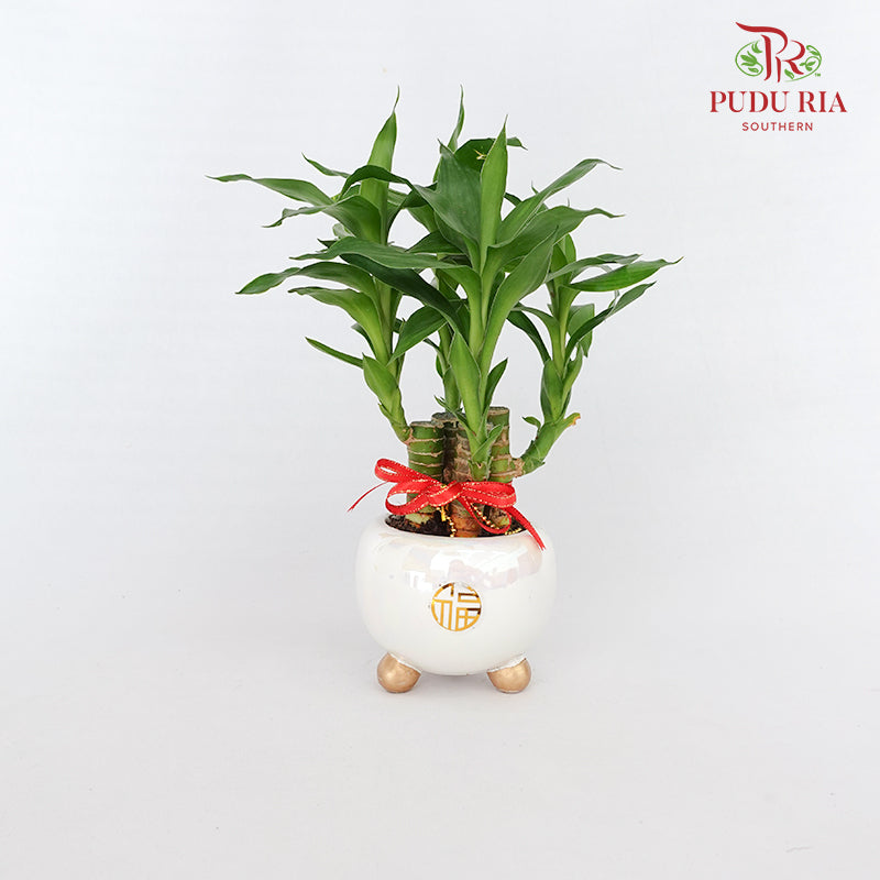 CNY Potted Plant Arrangement 2024#10