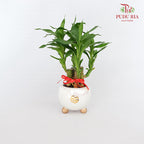 CNY Potted Plant Arrangement 2024#10