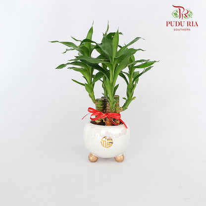 CNY Potted Plant Arrangement 2024#10