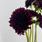 Dahlia Red - (Per Bundle)