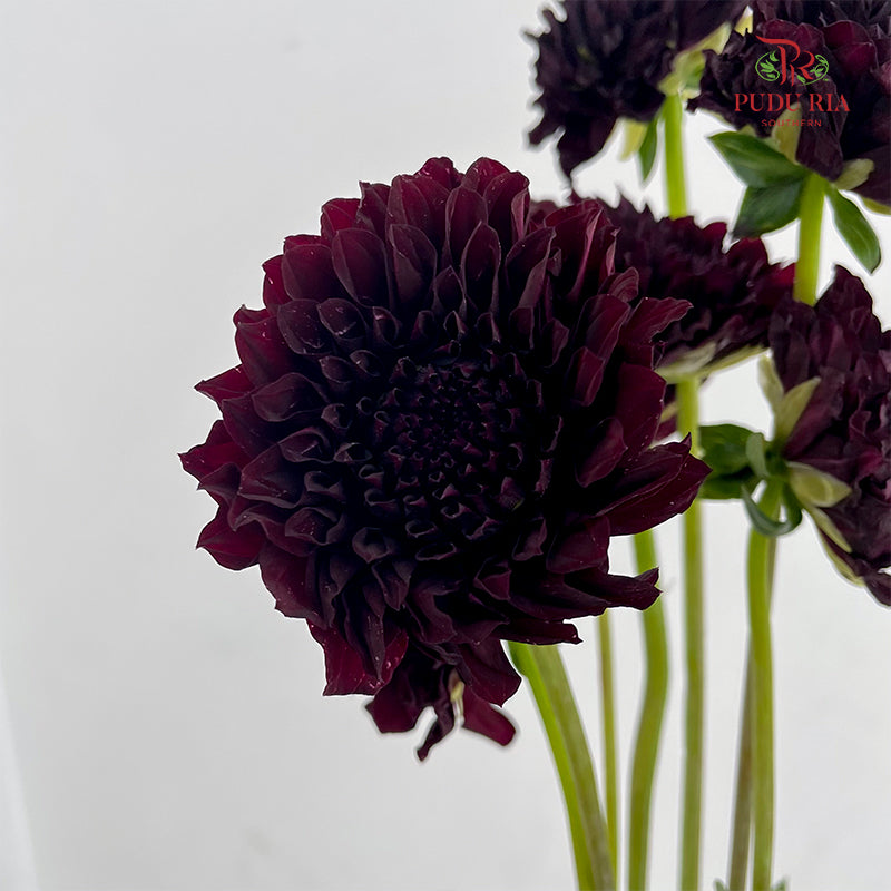 Dahlia Dark Red - (5 Stems)