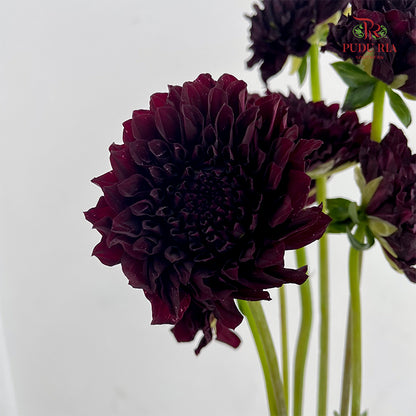 Dahlia Dark Red - (5 Stems)